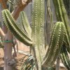 Gymnocereus_amazonicus